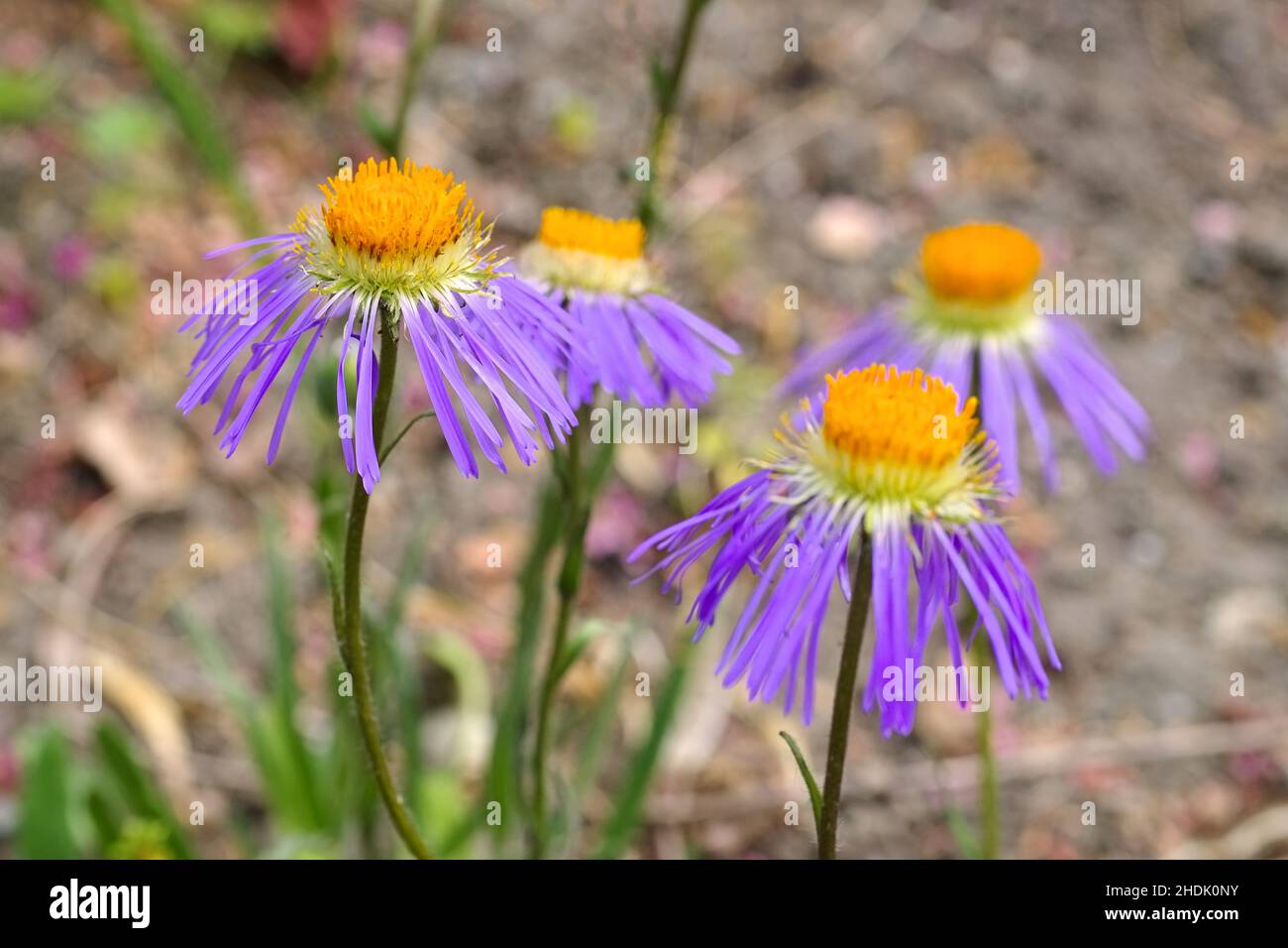 aster, asters Stock Photo