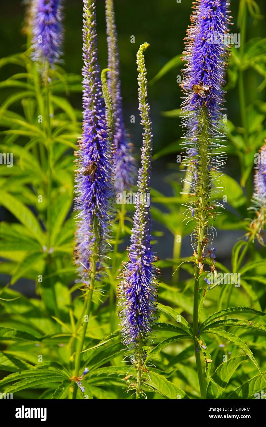 veronica plant, long bladed honorable award, veronica plants Stock Photo