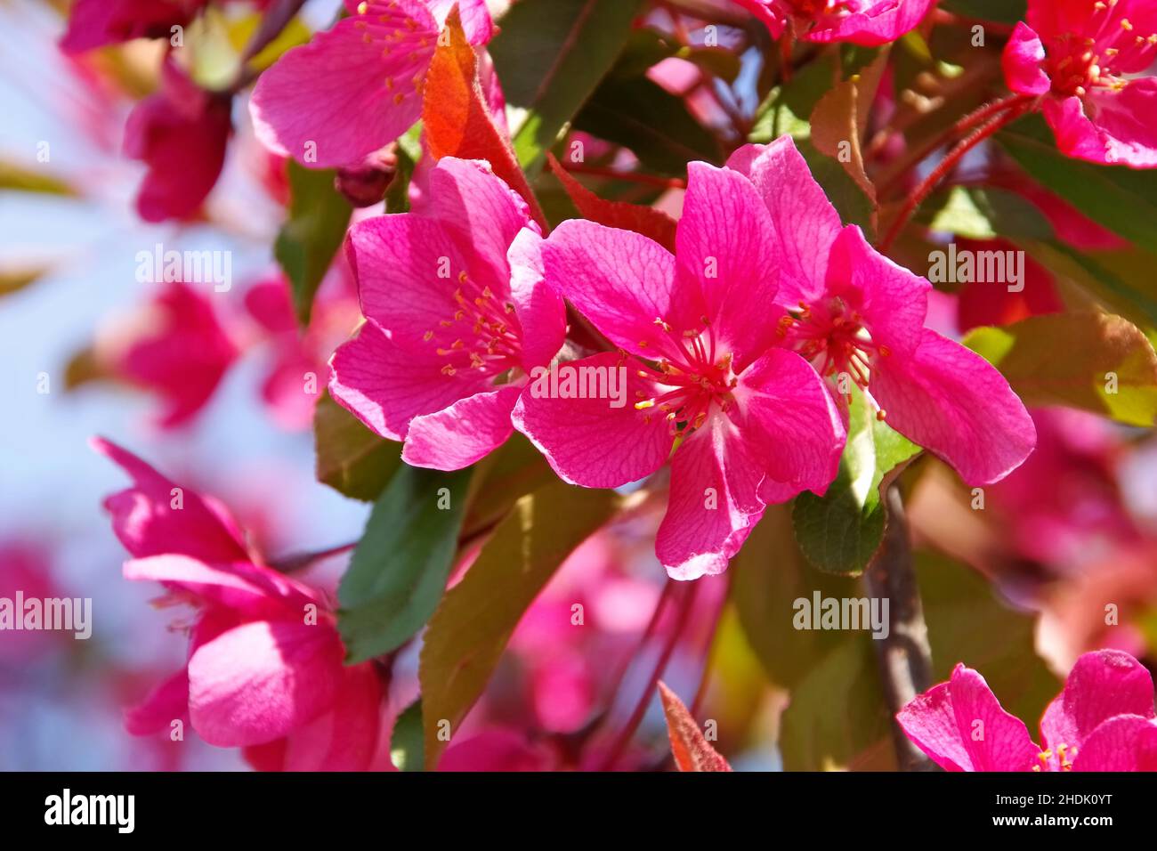 blossom, malus purpurea, blossoms Stock Photo