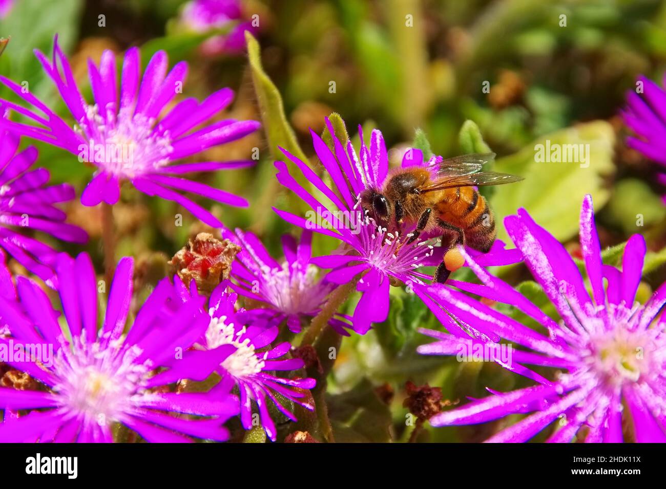 flower, pollination, drosanthemum, drosanthemum hispidum, flowers, pollinations Stock Photo