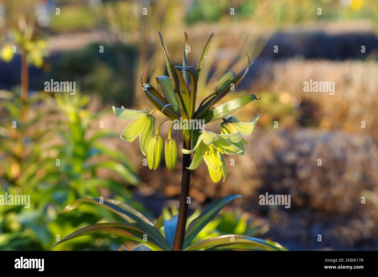flower, poisonous plants, Persian Crown, flowers Stock Photo