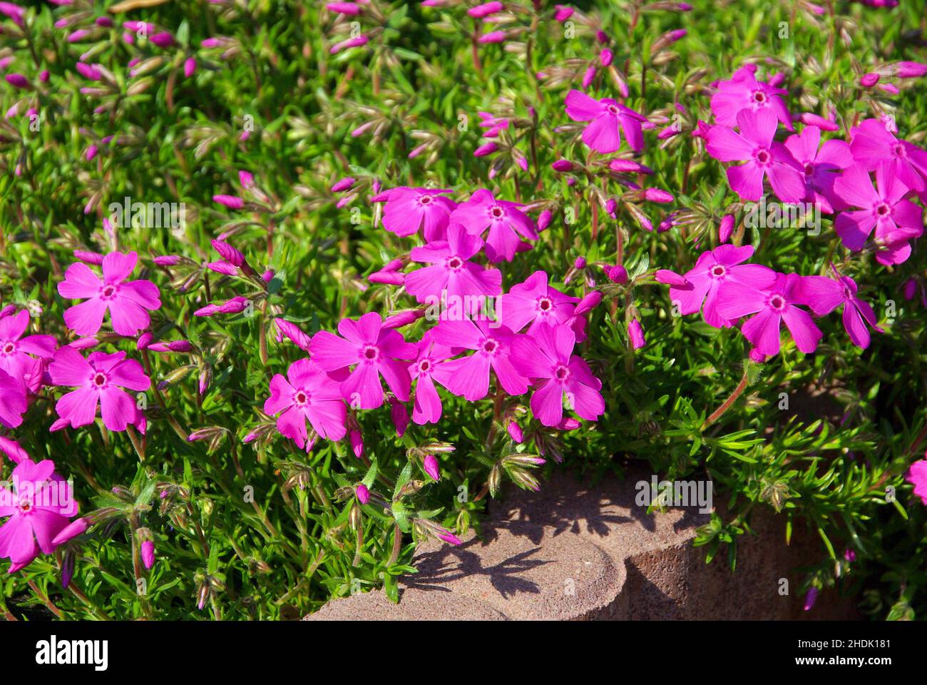 flower, flower bed, phlox, flowers, flower beds, phloxs Stock Photo