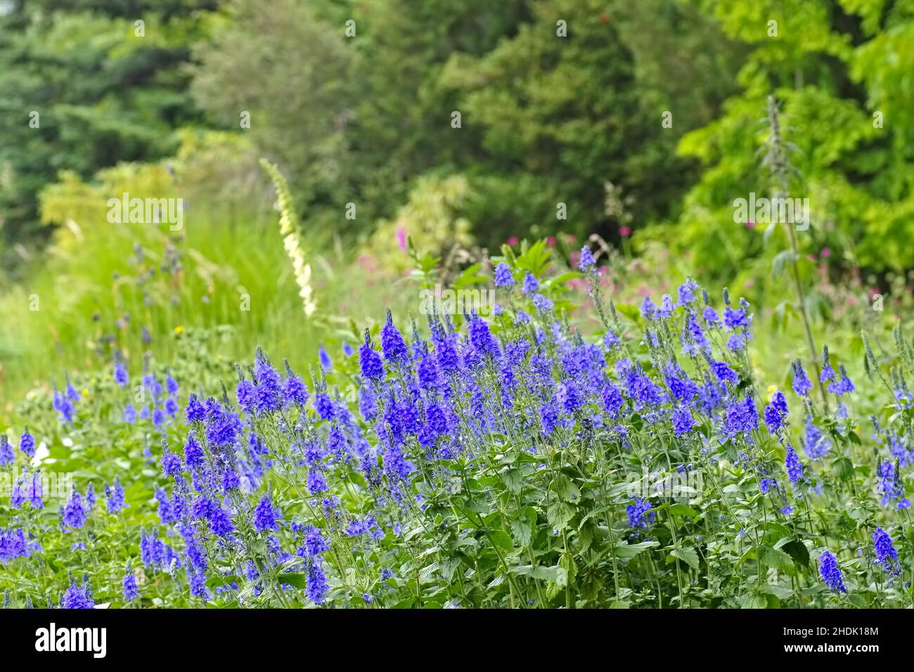 veronica plant, veronica plants Stock Photo Alamy