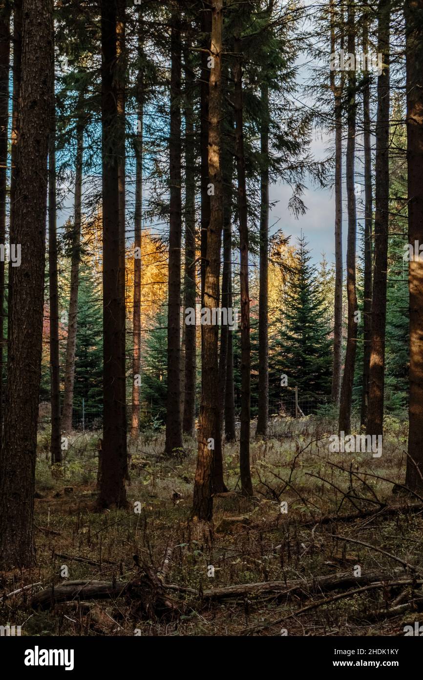 Spruce trees in a german forest Stock Photo Alamy