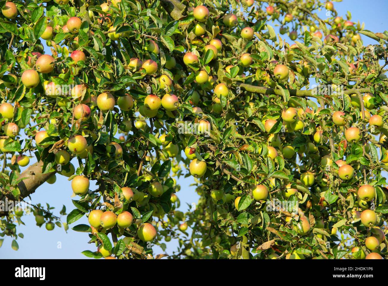 apple tree, apple trees Stock Photo - Alamy