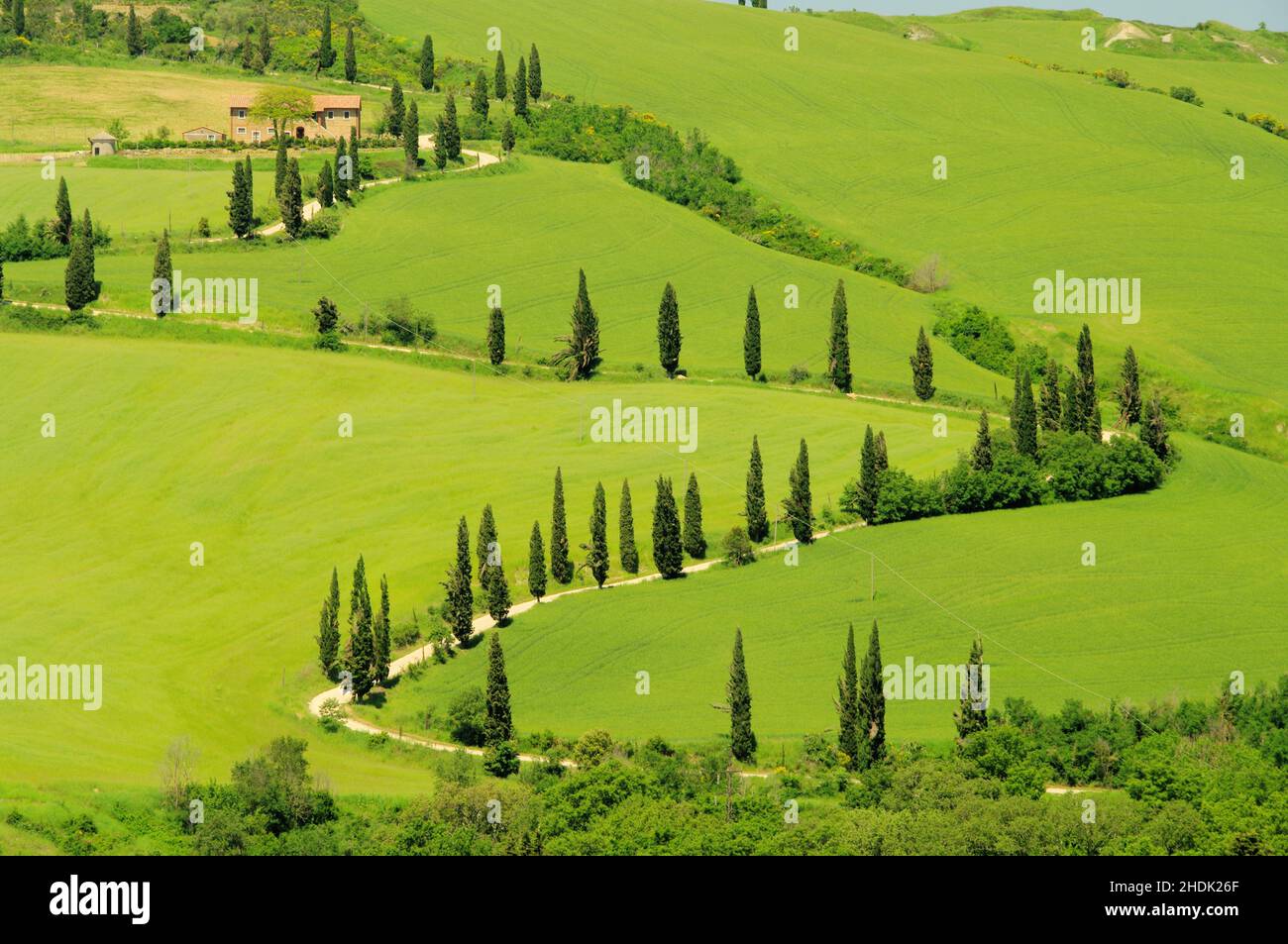 hill landscape, tuscany, cypress, landscapes, rural, rural scene, scene, scenery, scenes, tuscanies Stock Photo