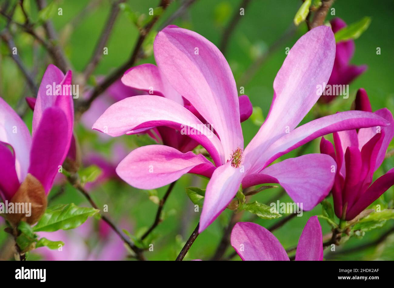 Magnolias in bloom hi-res stock photography and images - Alamy