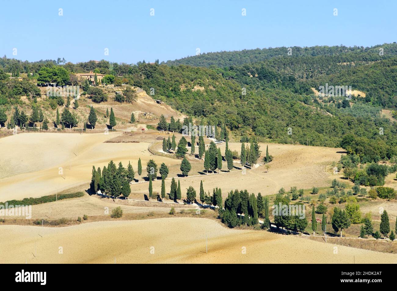 tuscany, cypress, tuscanies Stock Photo