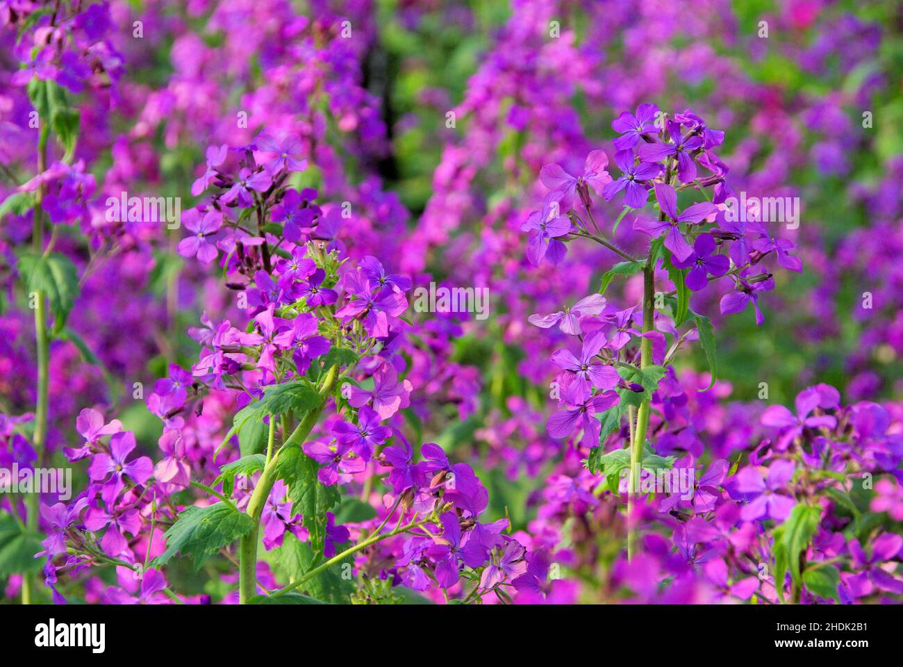 lunaria, annual honesty, honesty plant, lunarias Stock Photo Alamy