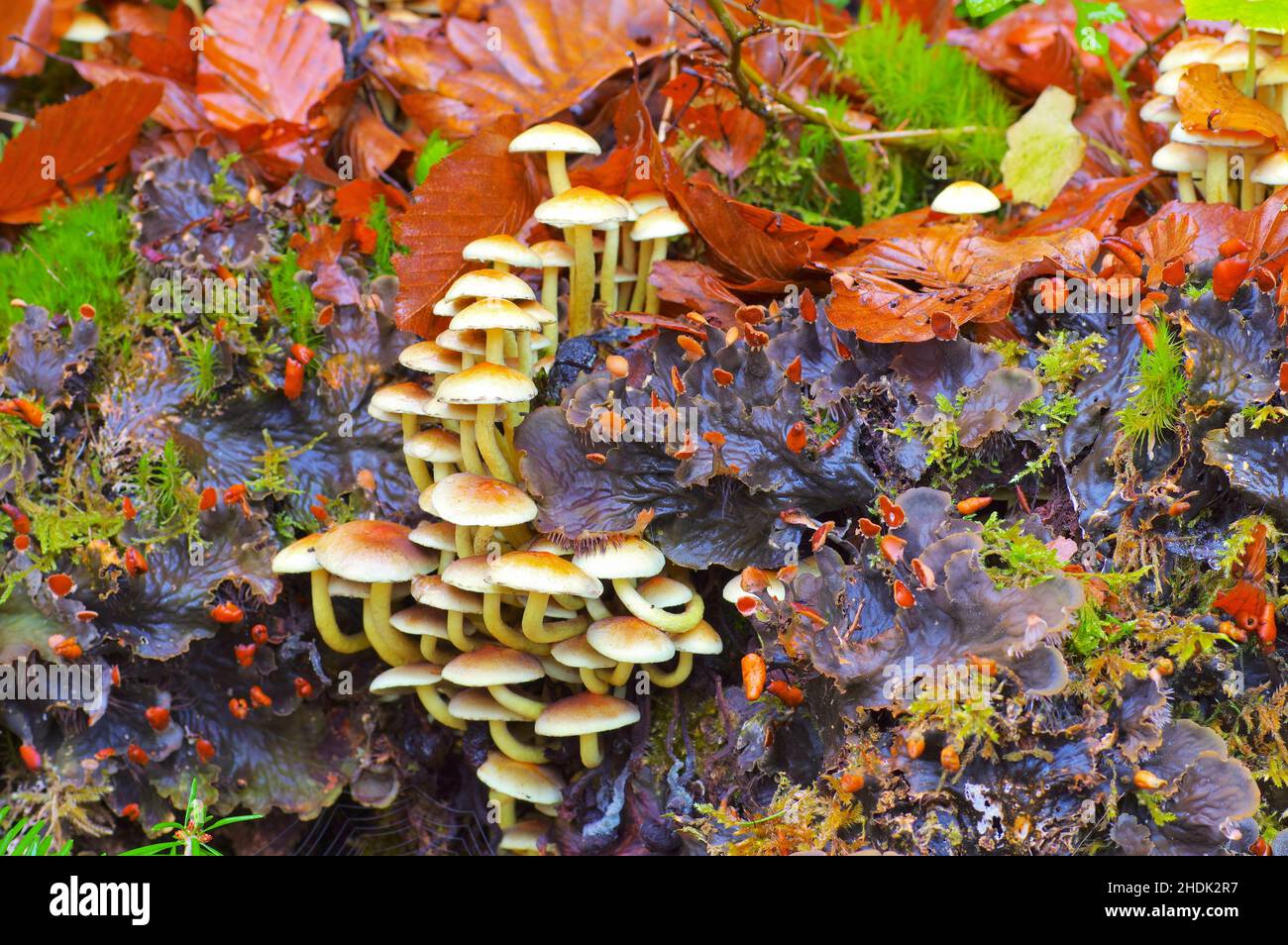 Hypholoma fasciculares hi-res stock photography and images - Alamy