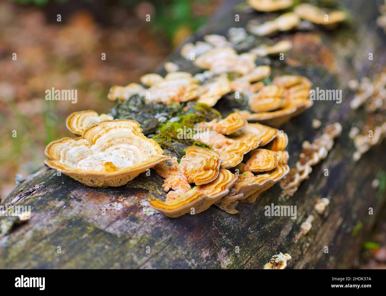 turkey tail Stock Photo