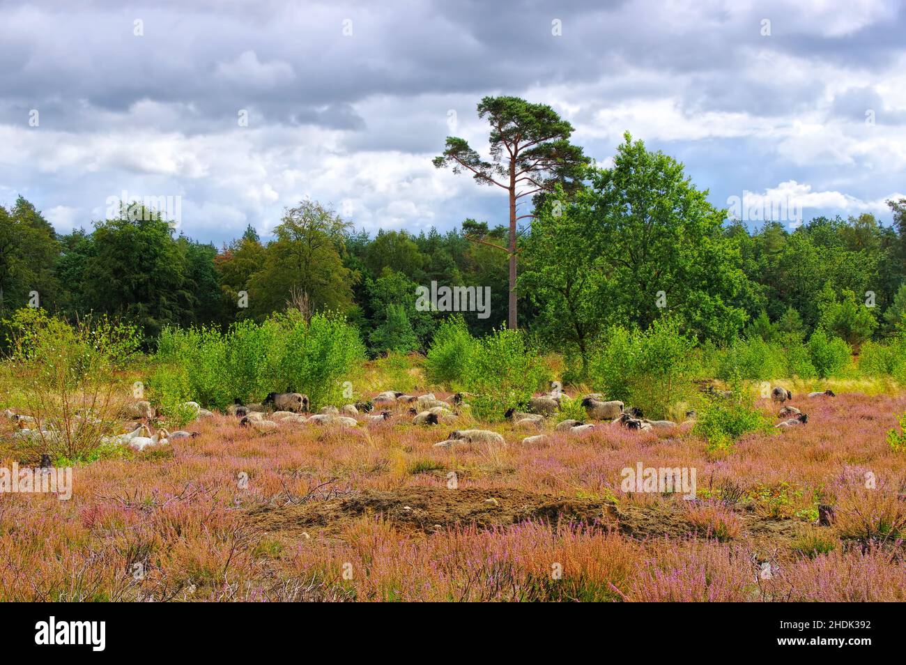 lunenburg heath, heidschnucken, lunenburg heaths Stock Photo