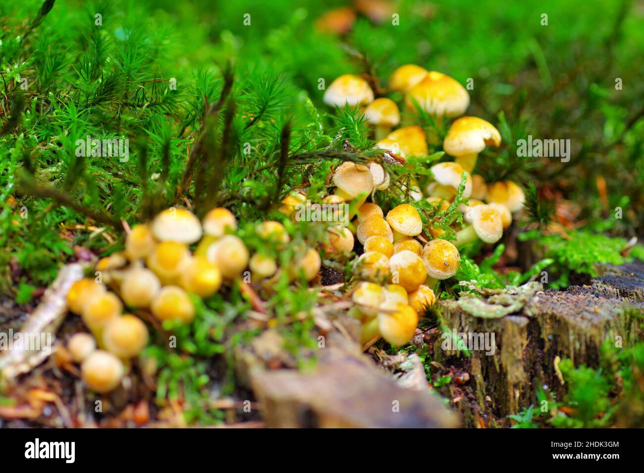 hypholoma fasciculare, hypholoma fasciculares Stock Photo - Alamy