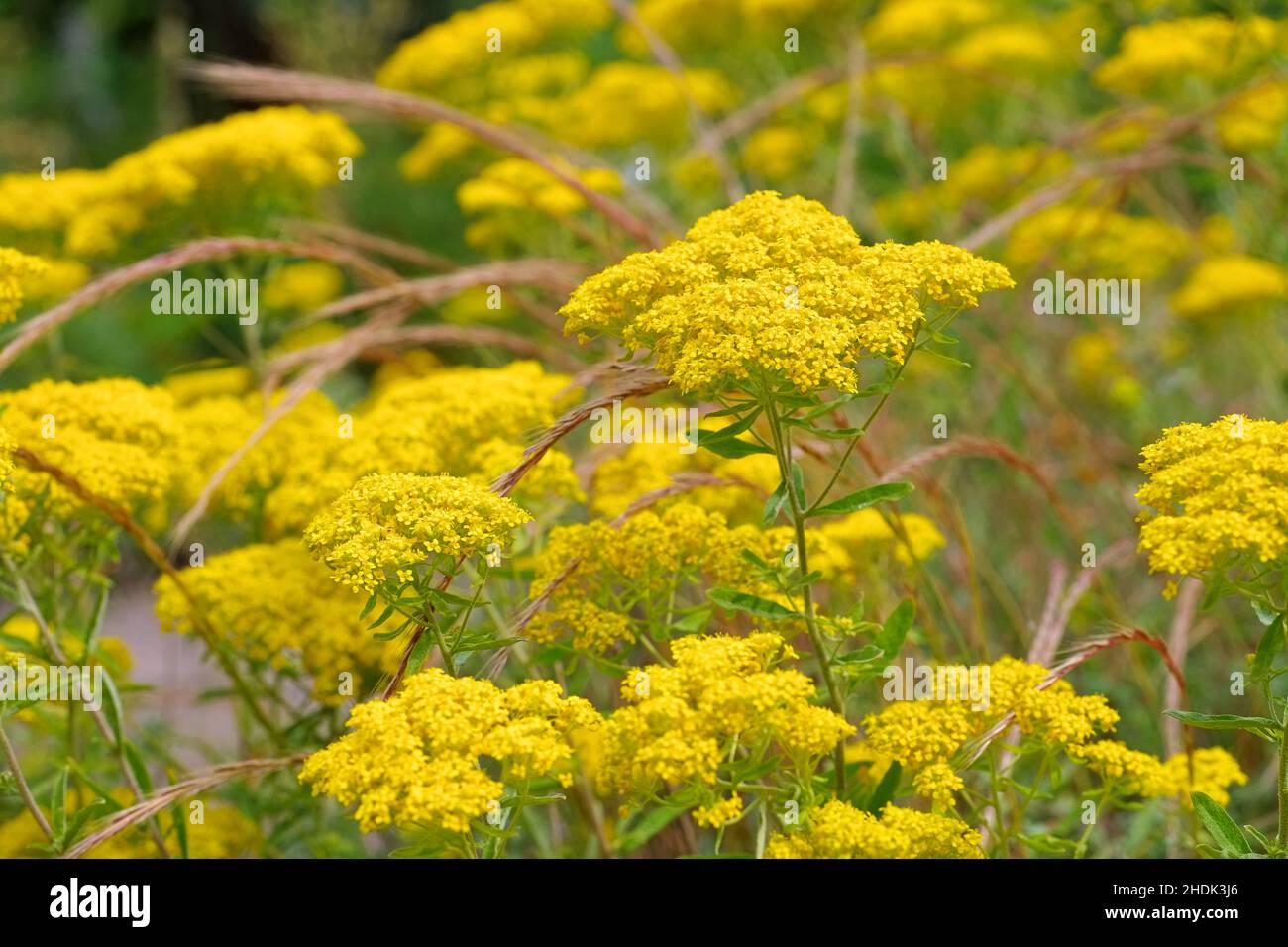 Perennial yellow alyssum hi-res stock photography and images - Alamy