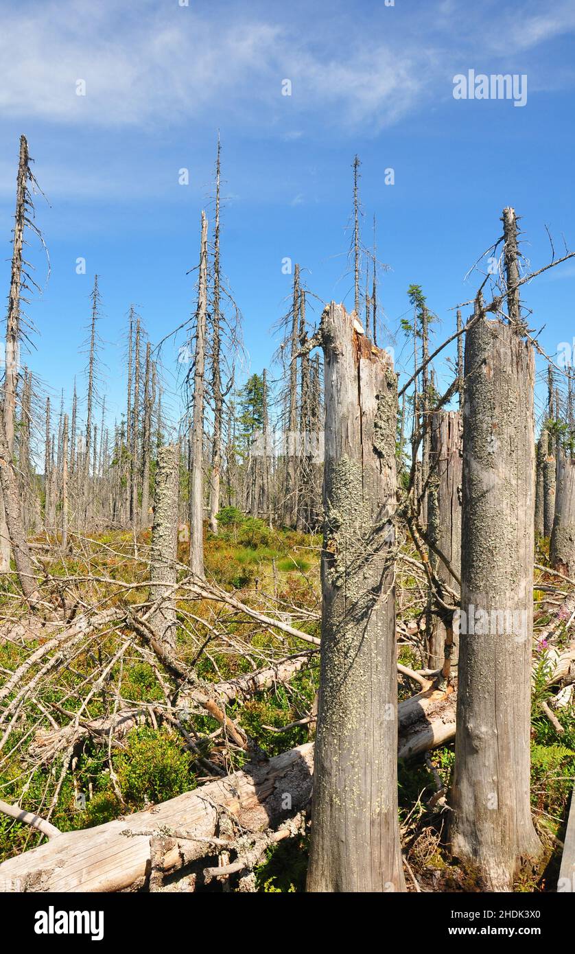 deadwood, bavarian forest, deadwoods, bavarian forests Stock Photo