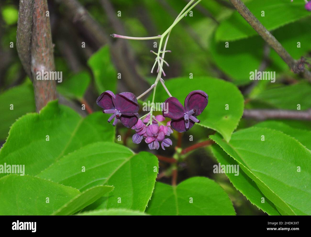 Akebia quinata flowers hi-res stock photography and images - Alamy