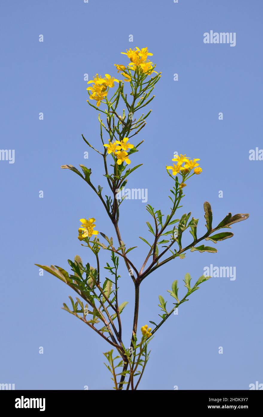 Rorippa sylvestris, Rorippa palustris Stock Photo