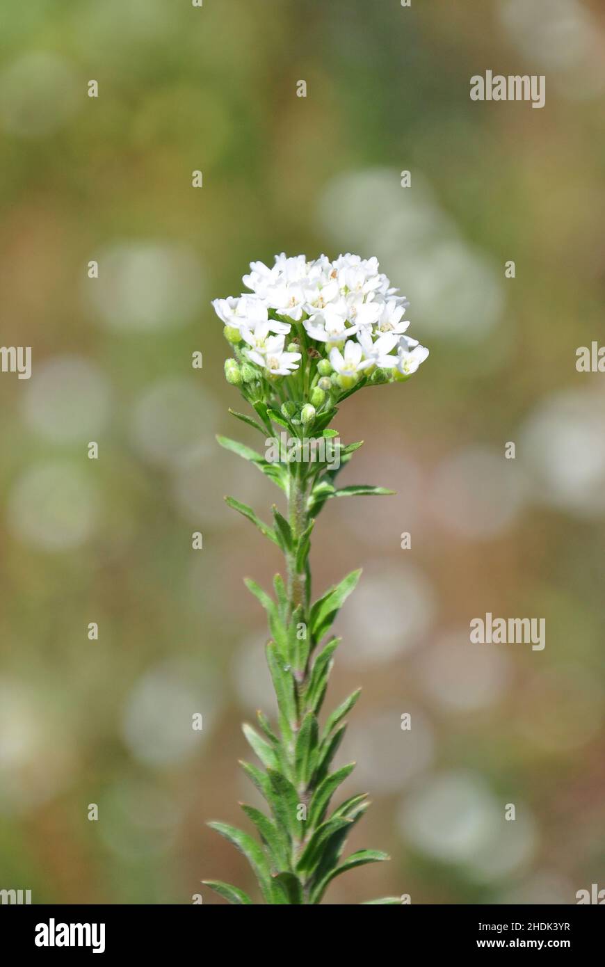 Hoary alyssum hi-res stock photography and images - Alamy