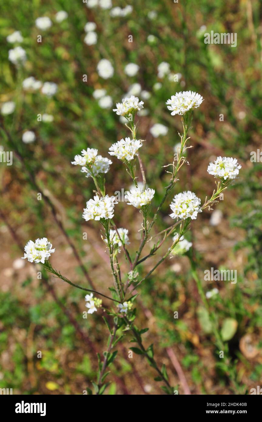 Hoary alyssum hi-res stock photography and images - Alamy