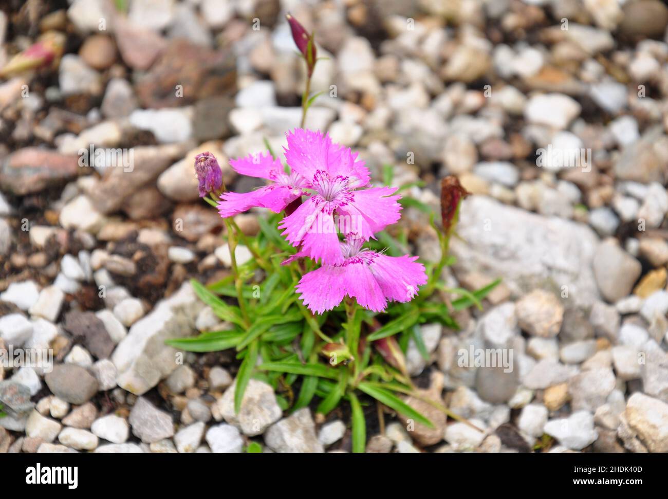 dianthus alpinus Stock Photo