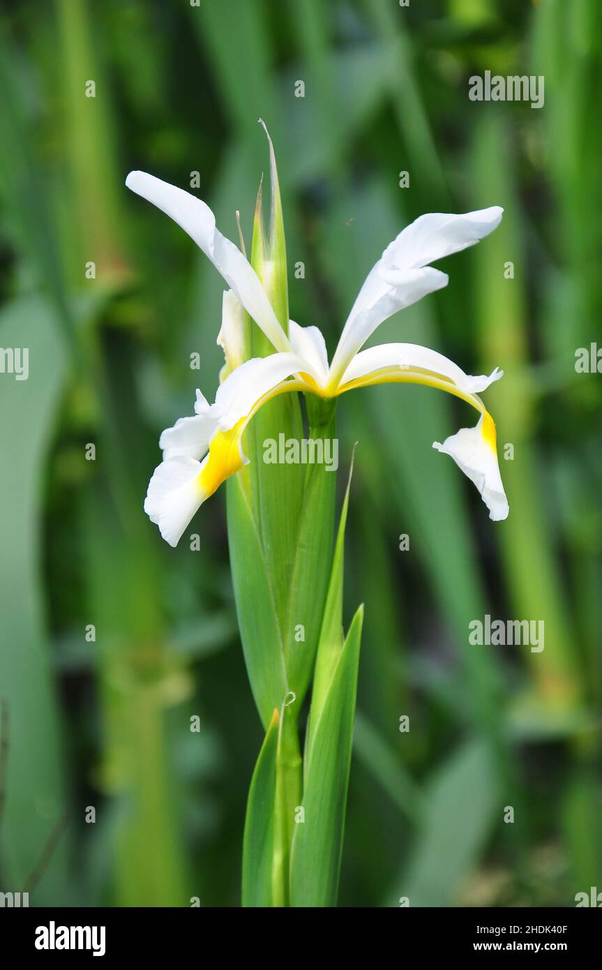 sword lily, sword lilies Stock Photo Alamy