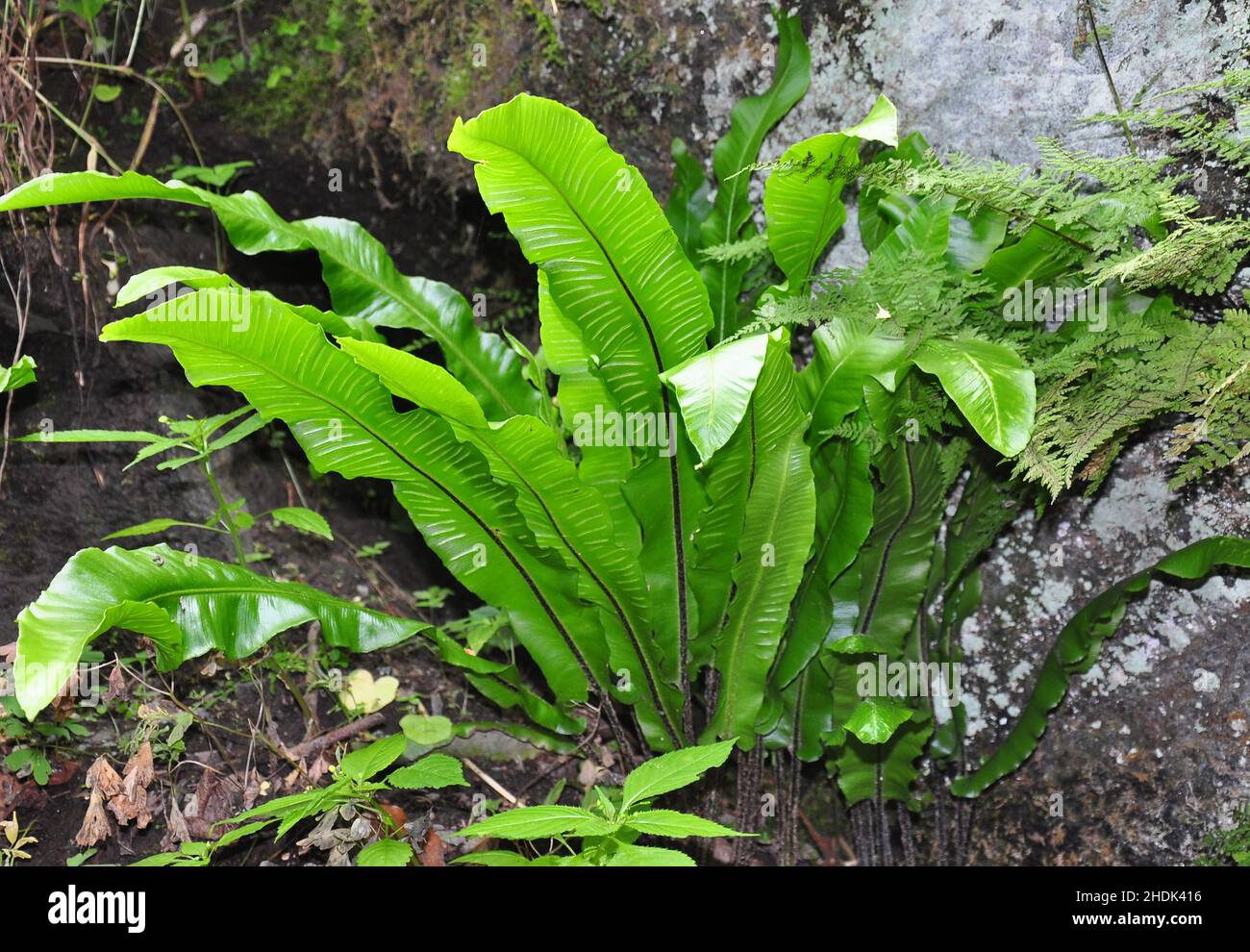 hart's-tongue fern Stock Photo