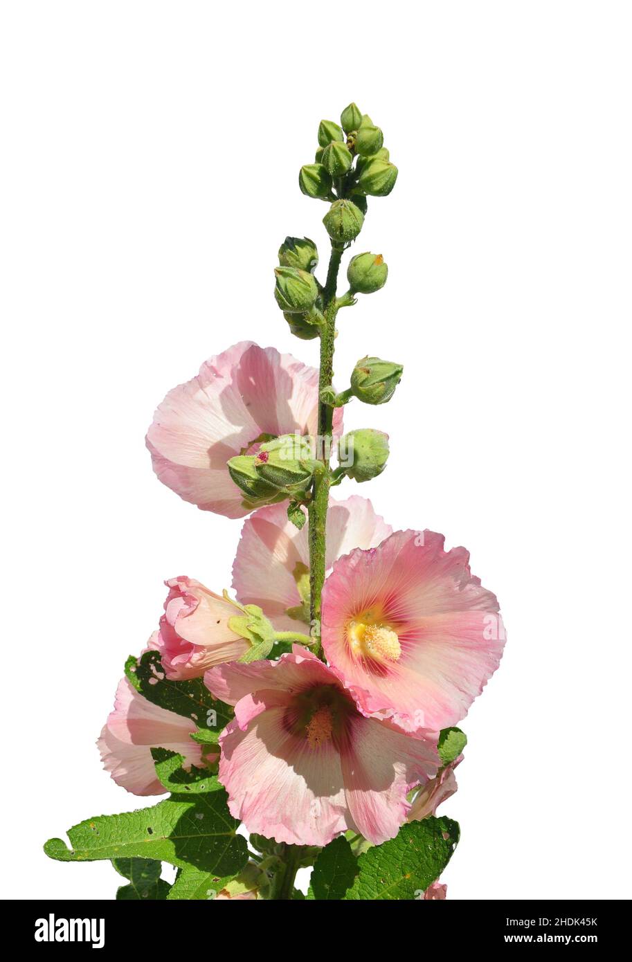 Hollyhock white hi-res stock photography and images - Alamy