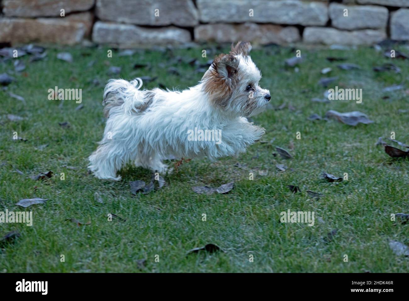 Bolonka Zwetna toy dog pup running across lawn, Germany Stock Photo