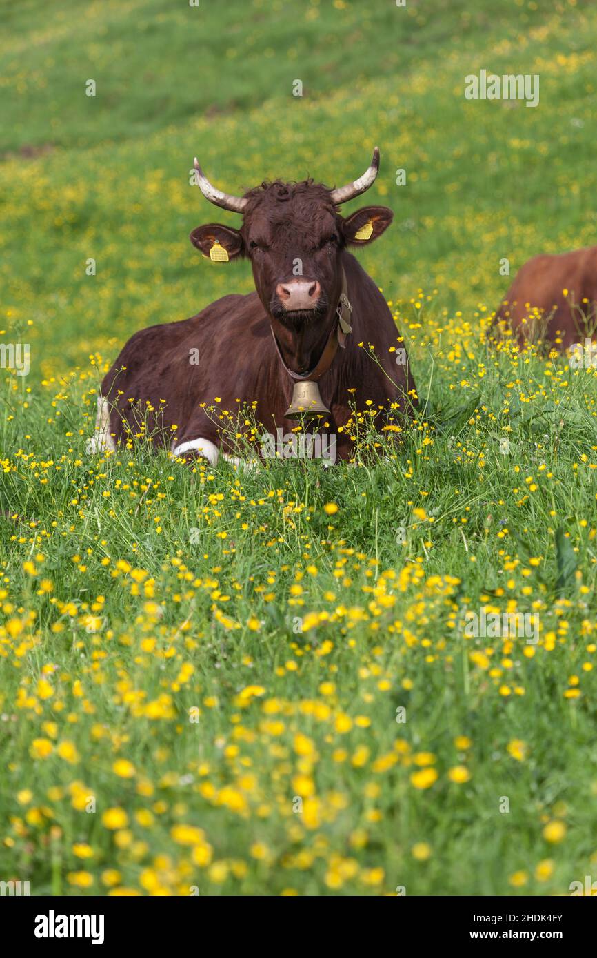 cow, cattle, cow bell, cows, cattles, livestock, cow bells Stock Photo