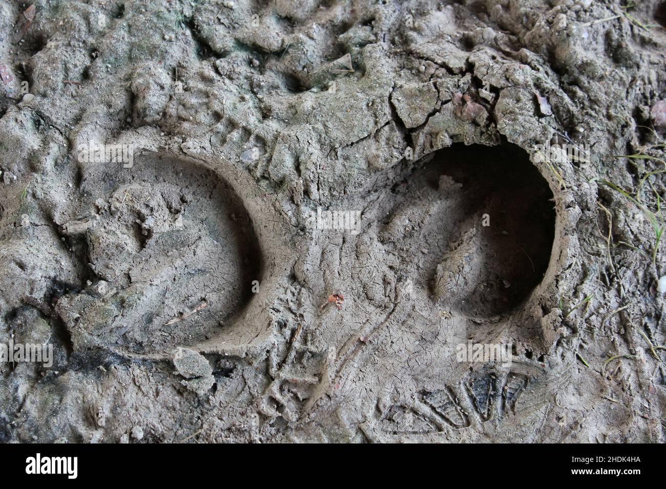 horseshoe track, hoof prints, horseshoe tracks Stock Photo Alamy