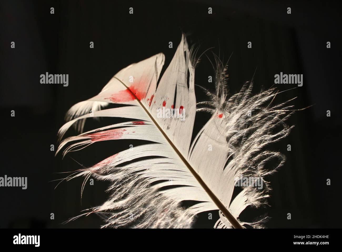 blood, feather, bloods, feathers Stock Photo Alamy