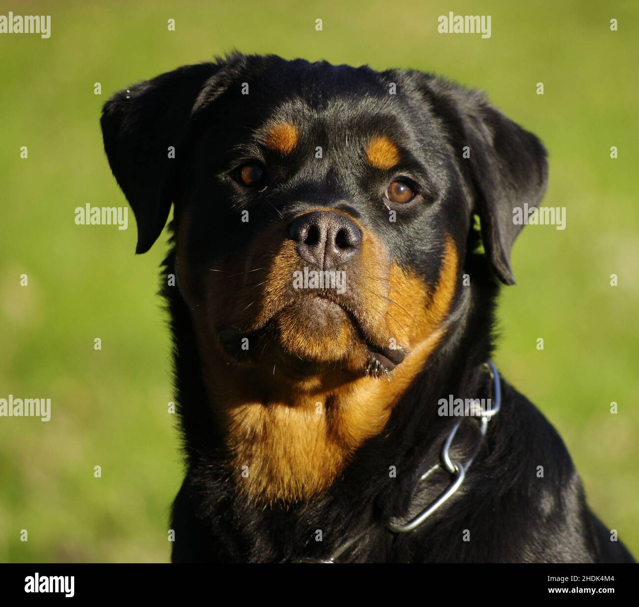 Rottweiler 1 an hi-res stock photography and images - Alamy
