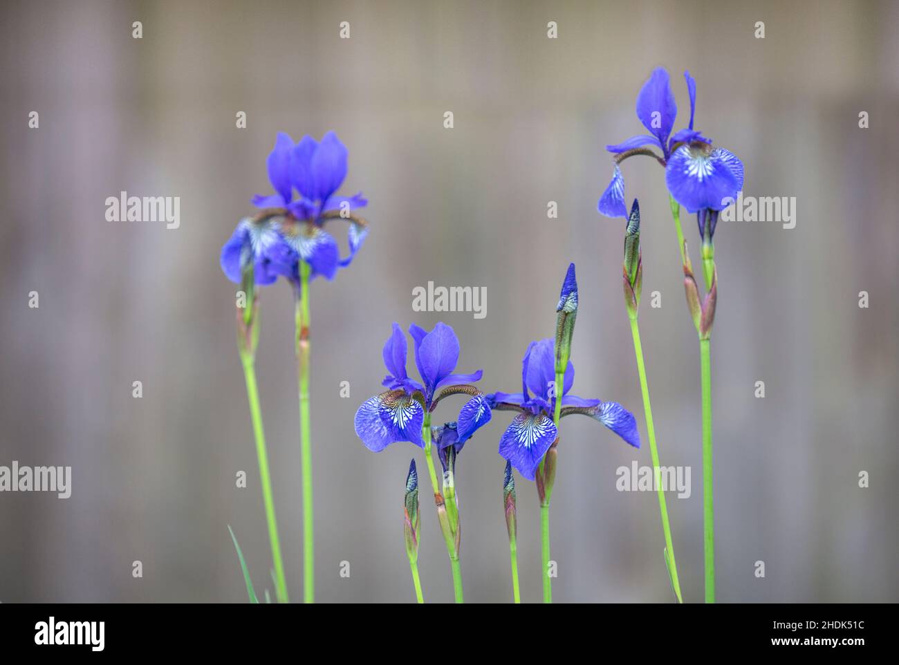 sword lily, sword lilies Stock Photo Alamy