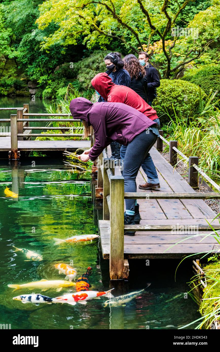 Tourists photographing Koi fish;  Portland Japanese Gardens; Portland; Oregon; USA Stock Photo