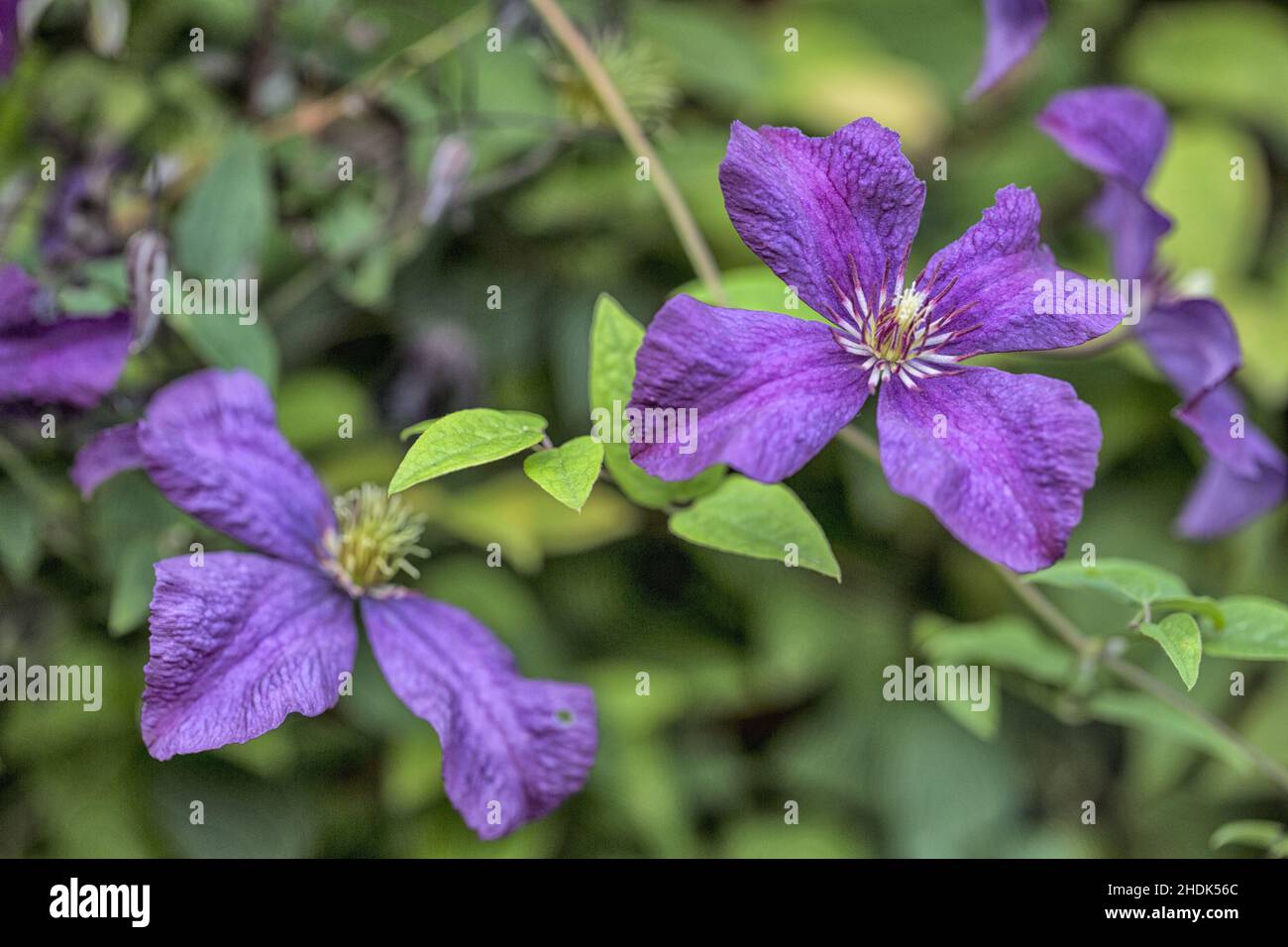 clematis bloom, clematis blooms Stock Photo Alamy