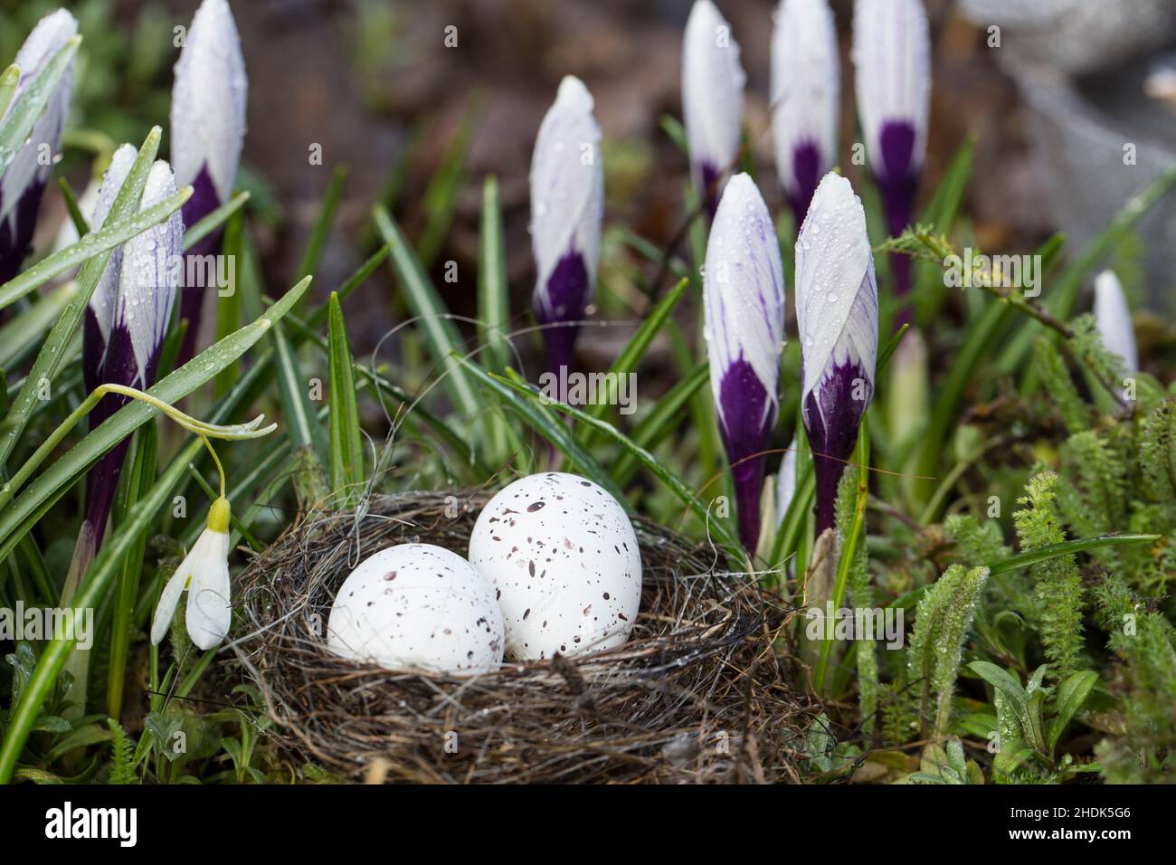 easter nest, spring, crocus, easters Stock Photo