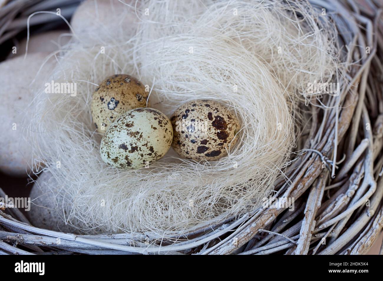 easter, quail, easters, quails Stock Photo