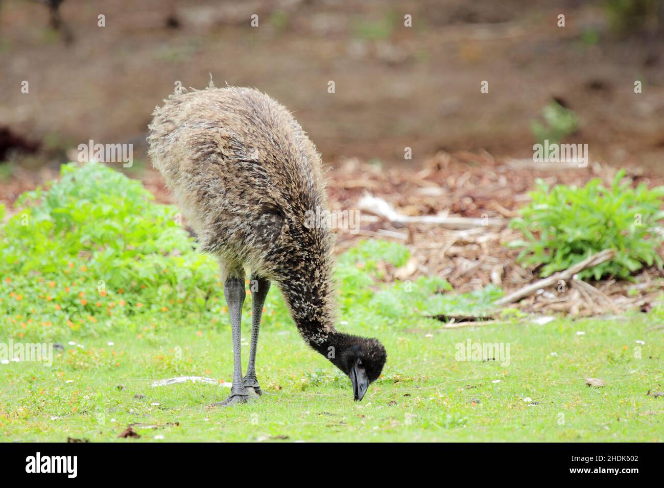 emu, young bird, emus, young birds Stock Photo