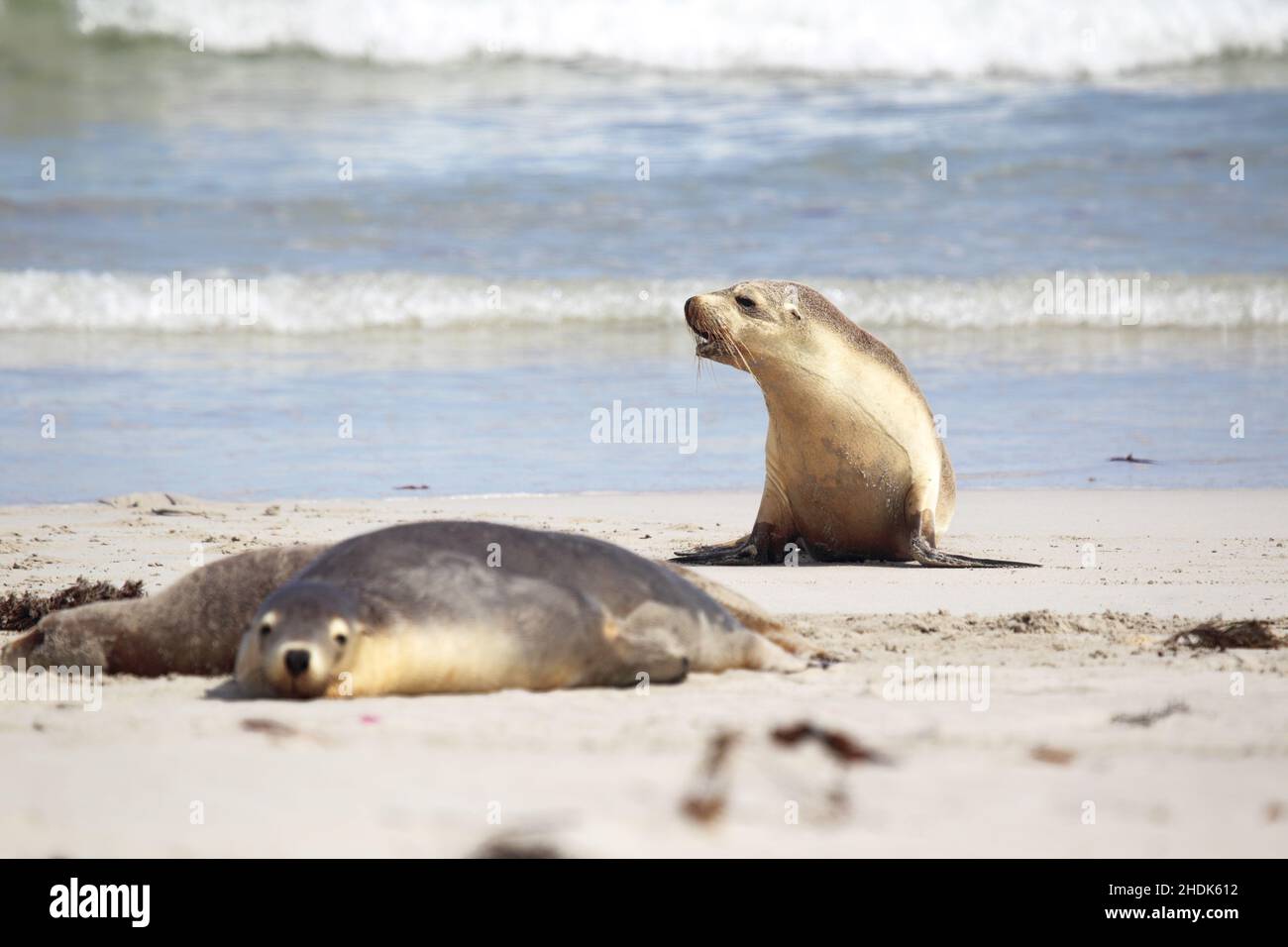 young animal, eared seals, shouting, young animals, scream, screaming, shout Stock Photo