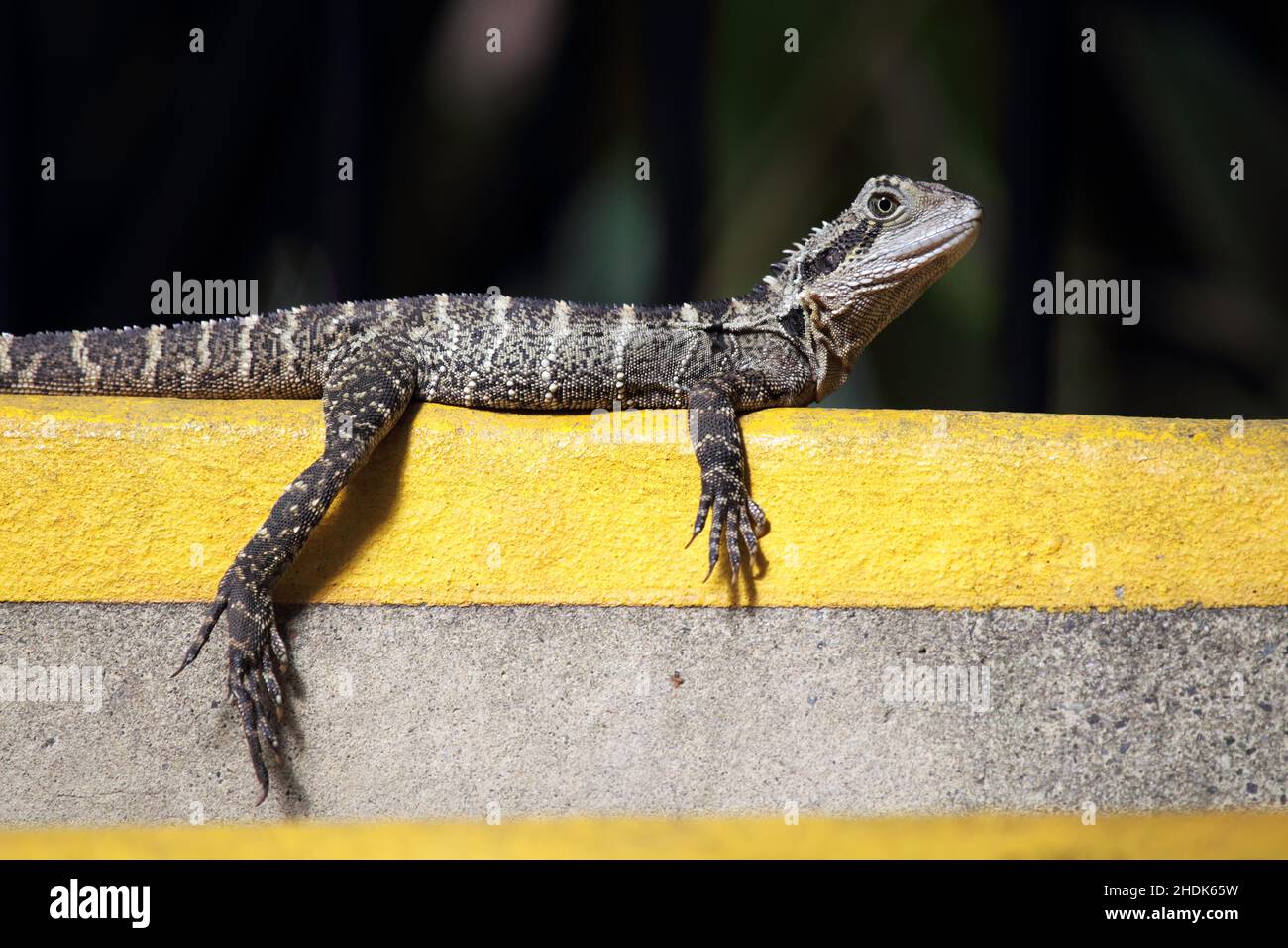 australian water dragon, australian water dragons Stock Photo Alamy