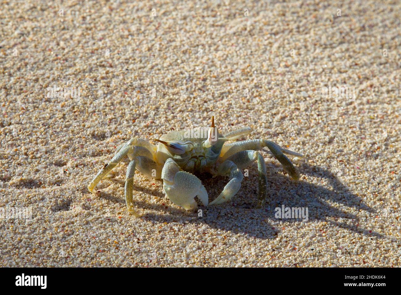 horned ghost crab Stock Photo - Alamy