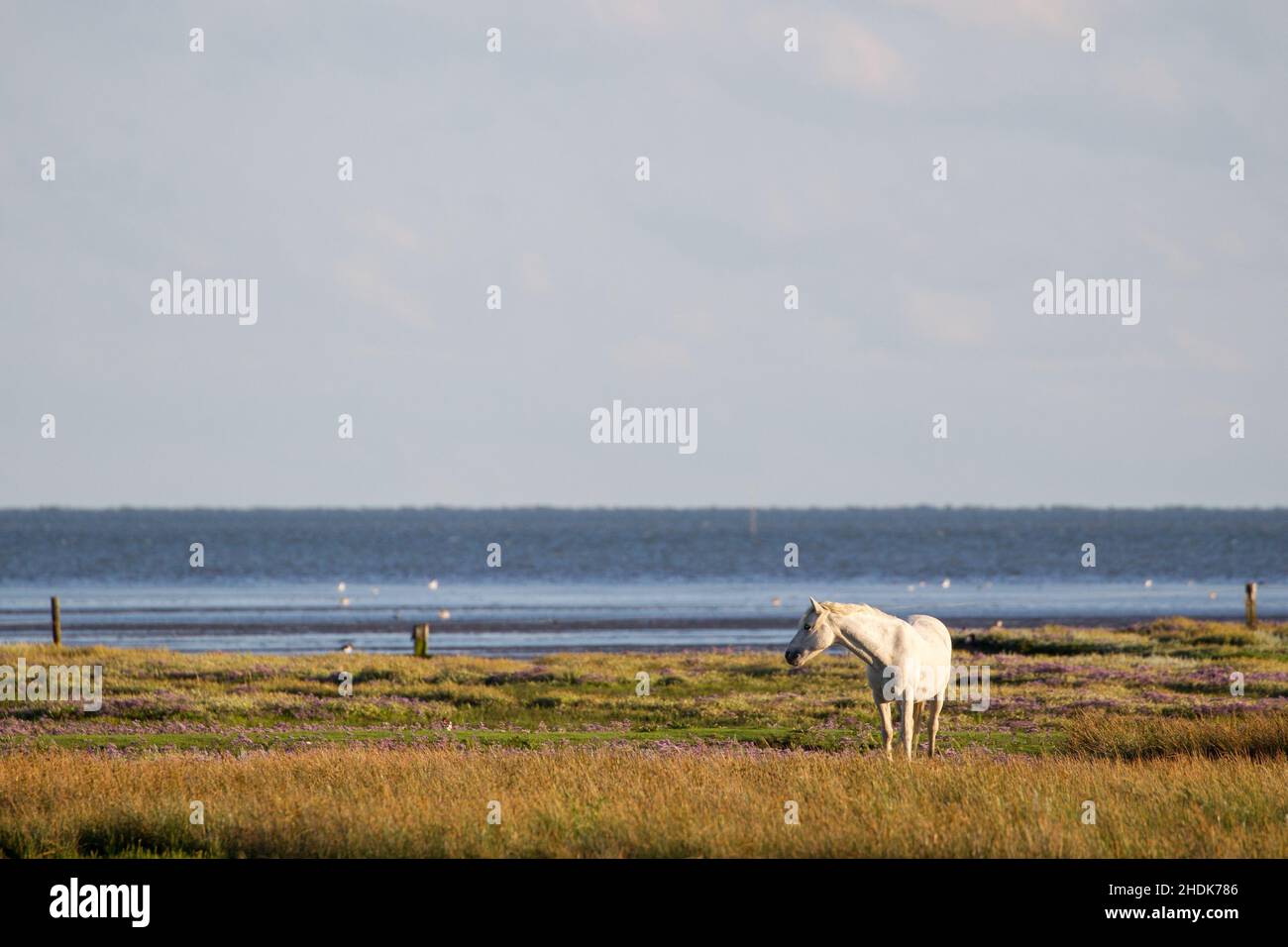horse, island, horses, islands Stock Photo Alamy