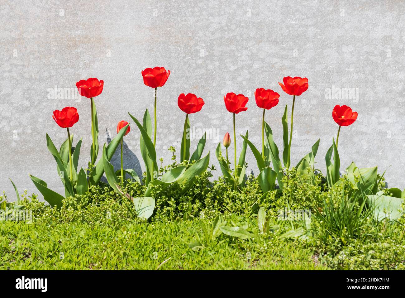 red spring tulips on gray background Stock Photo
