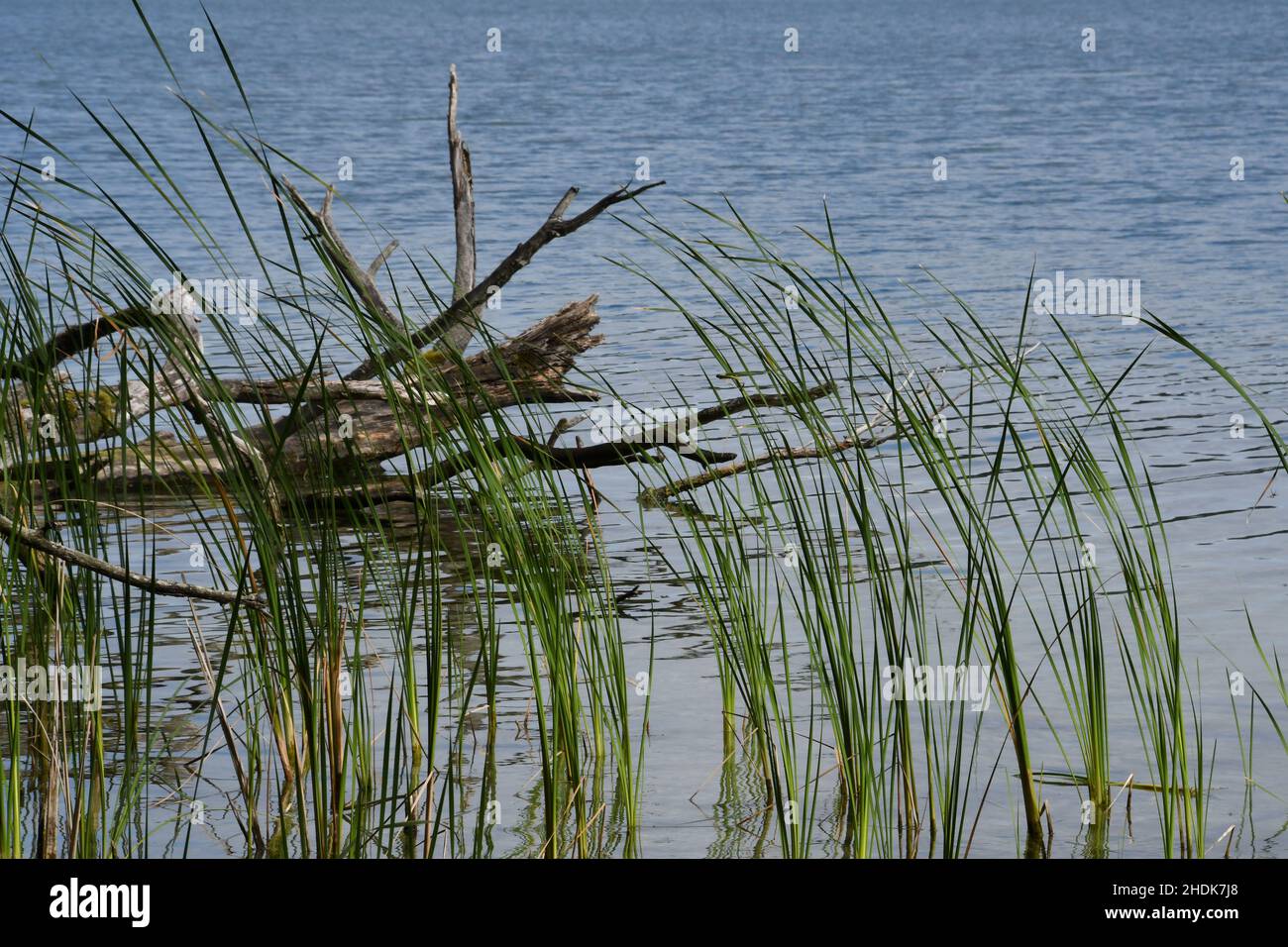 lake, reed, driftwood, lakes, reeds, driftwoods Stock Photo