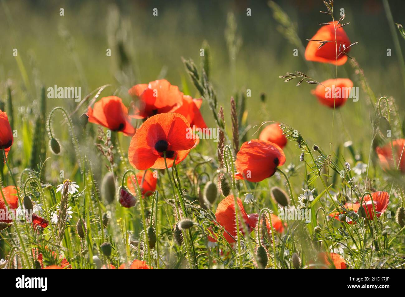 Poppies and grasses hi-res stock photography and images - Alamy