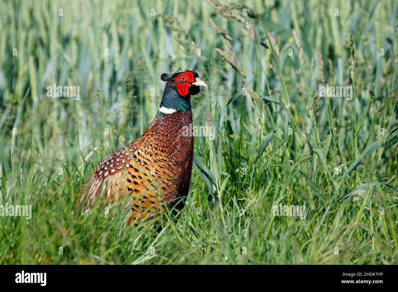 common pheasant, hunting pheasant, Phasianus, pheasants Stock Photo Alamy