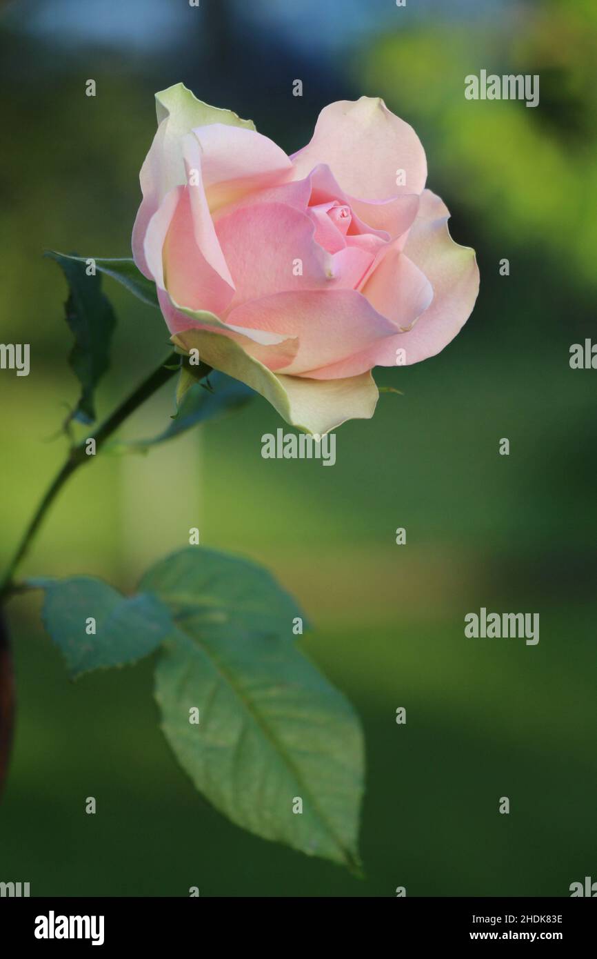 Blossoms pink rose flower hi-res stock photography and images - Alamy