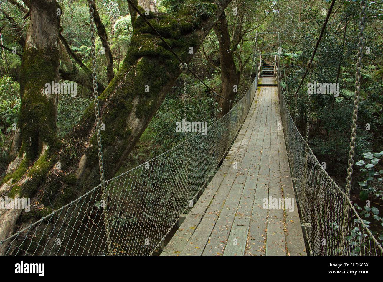 suspension bridge, rainforest, mckenzie river rainforest walk