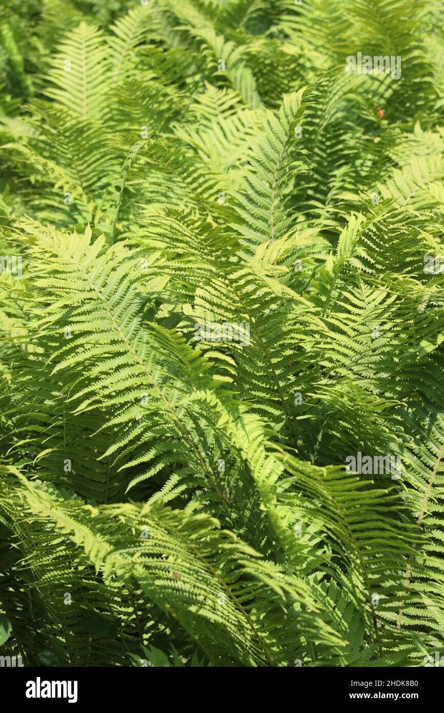Grasses and ferns hi-res stock photography and images - Alamy