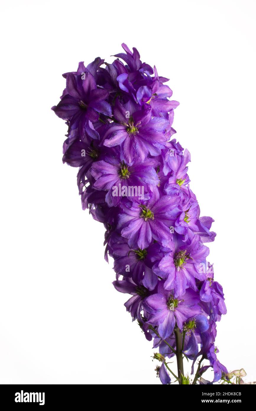 Purple blossoms of larkspur hi-res stock photography and images - Alamy